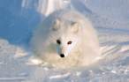 arctic-fox-winter.jpg