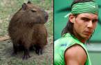 many_capybaras_look_like_rafael_nadal_640_05.jpg