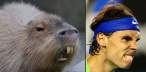 many_capybaras_look_like_rafael_nadal_640_09.jpg