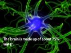 curious_facts_about_our_brain_640_05.jpg