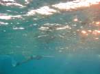 IMG_1262.jpg