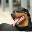 dog-ming_c_237036.jpg