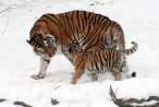 Amur-tiger-cub-with-its-mother.jpg