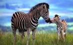 Zebra-baby-giving-mom-a-kiss.jpg