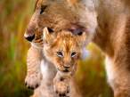 lioness-carrying-cub_19892_600x450.jpg