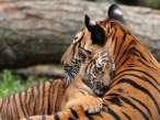 tiger-cub-cincinnati-zoo_19895_600x450.jpg
