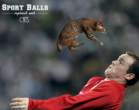 sports-balls-replaced-cats 2.jpg
