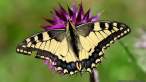 Papilio_machaon_B_0801C.jpg