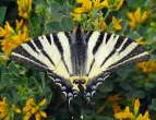 IphiclidesPodalirius1sm.jpg
