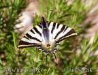 iphiclides-podalirius--otakarek-ovocny.jpg