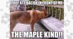 first-world-dog-bacon.gif